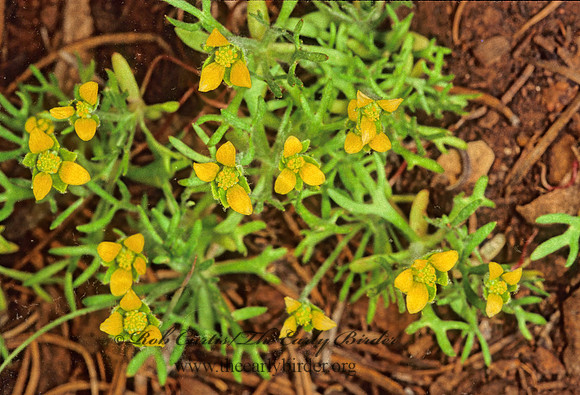 Ranunculus testiculatus  CURVESEED BUTTERWORT 121601z