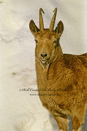 Capra ibex sibirica  SIBERIAN IBEX 279132z