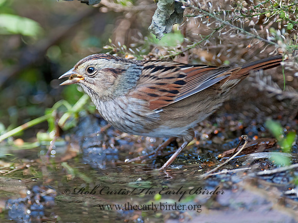 Melospiza georgiana  SWAMP SPARROW 8029258z