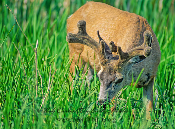 Odocoileus hemionus columbianus  COLUMBIAN BLACK-TAILED DEER 152006z