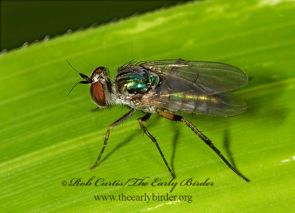 Rhaphium brevilamellatuma  LONGLEGGED FLY~ 8015264z