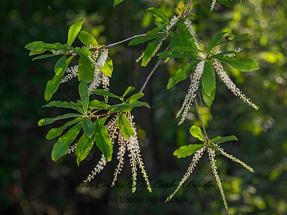 Cyrilla racemiflora  SWAMP TITI 3041366z