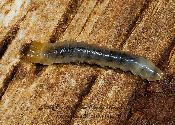 Synchroa punctata 5002729z