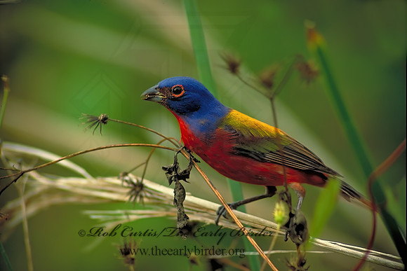 Passerina ciris  PAINTED BUNTING 12635 1z