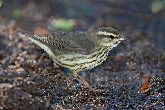 Parkesia noveboracensis  NORTHERN WATERTHRUSH 9005157z