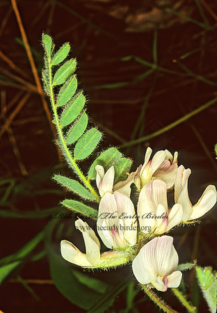 Astralagus purshii  LOCOWEED  113517z