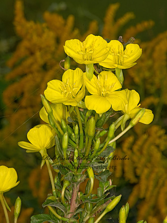 Oenothera biennis  COMMON EVENING PRIMROSE 3026220-z