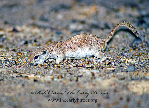 Xerospermophilus tereticaudus  ROUND-TAILED GROUND SQUIRREL 94113z