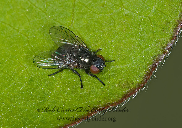 Lonchaea  LANCE FLY 6004379z