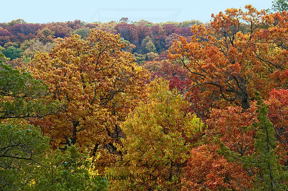 FALL FOREST SCENE 5016979z
