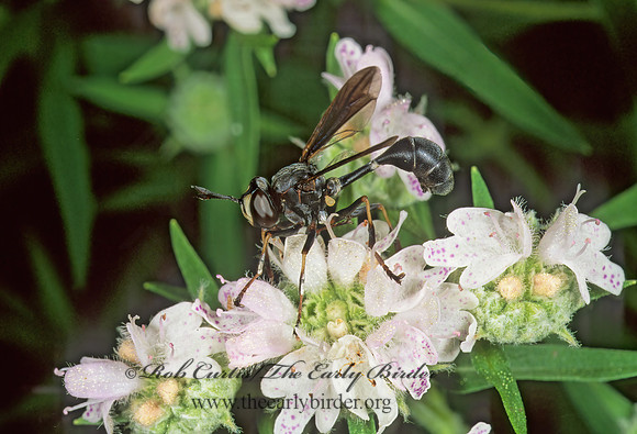 Physocephala tibialis  THICK-HEADED FLY 1111414z