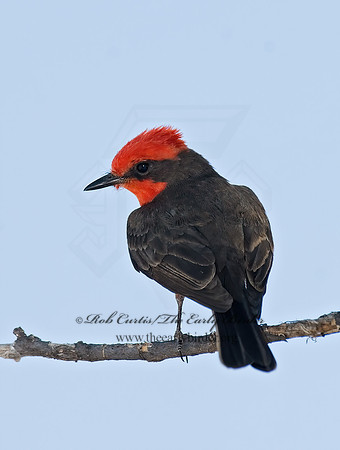 Pyrocephalus rubinus  VERMILION FLYCATCHER 7008585Z