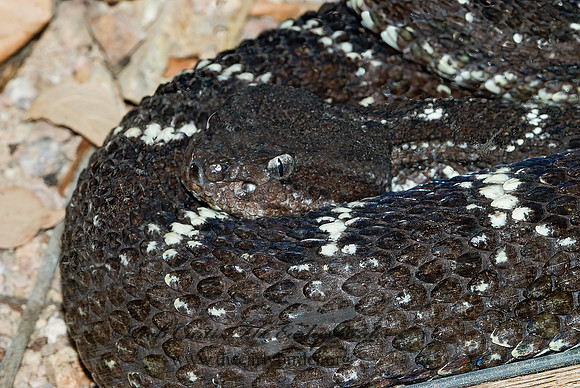 Crotalus cerberus  ARIZONA BLACK RATTLESNAKE 6025415z