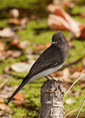 Sayornis nigricans  BLACK PHOEBE 8020633z