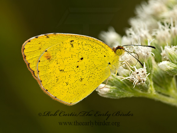 Pyrista lisa  LITTLE YELLOW 9061756z
