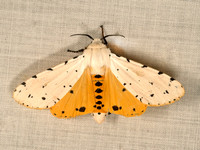 Estigmene�acrea  SALT MARSH MOTH 9049558z