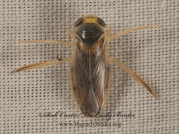 Corisella edulis  WATER BOATMAN 9053483z