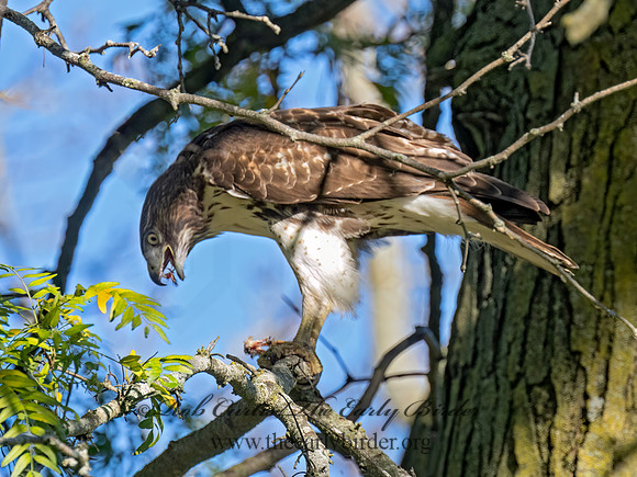 Buteo jamaicensis RED-TAILED HAWK 9091386 (1)