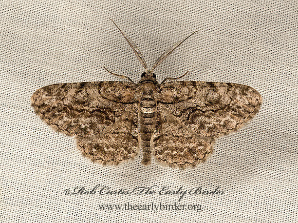 Anavitrinella pampinaria  COMMON GRAY  9047932z