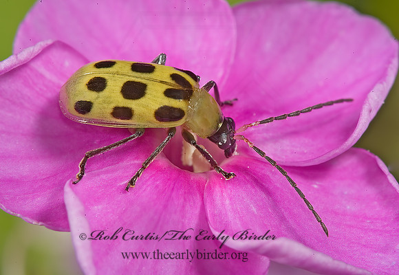 Diabrotica undecimpunctata  12-SPOTTED CUCUMBER BEETLE 5011914z