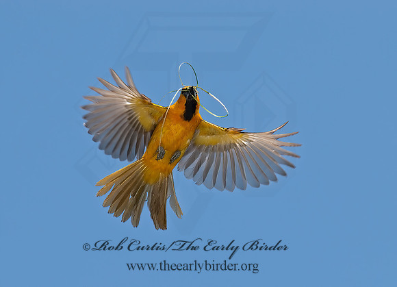 Icterus gularis  ALTAMIRA ORIOLE 7005508z