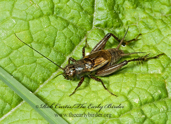 Allonemobius fasciatus STRIPED GROUND CRICKET  5015966 z