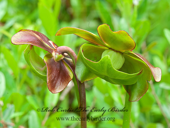 Sarracenia purpurea  PURPLE PITCHER PLANT 3013880z