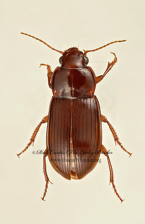 Amara 9018239z