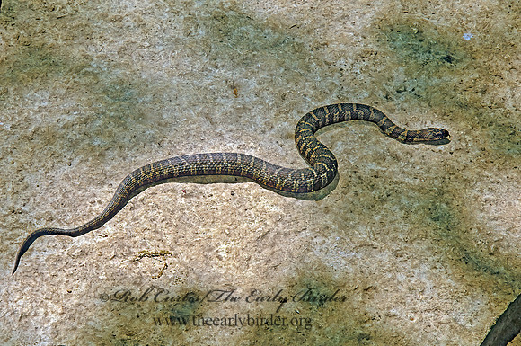 Nerodia  sipedon sipedon  NORTHERN WATER SNAKE 289409z