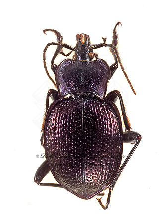 Scaphinotus vandykei  SNAIL-EATING BEETLE 9015943~z