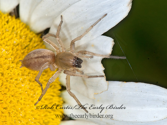 Clubionidae  SAC SPIDER 8034646z