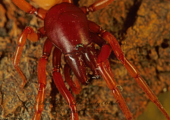 Dysdera crocata 99834z