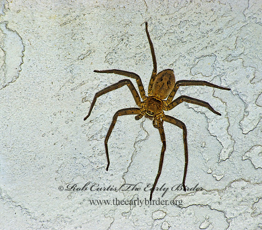 Heteropoda renatoria 18006z