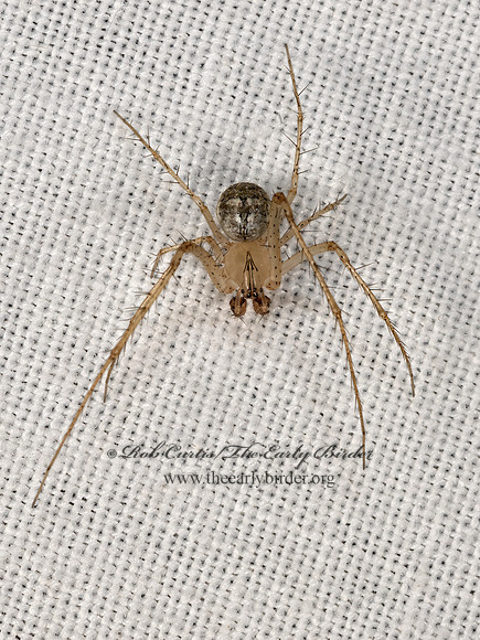 Mimetus   PIRATE SPIDER 3038944z