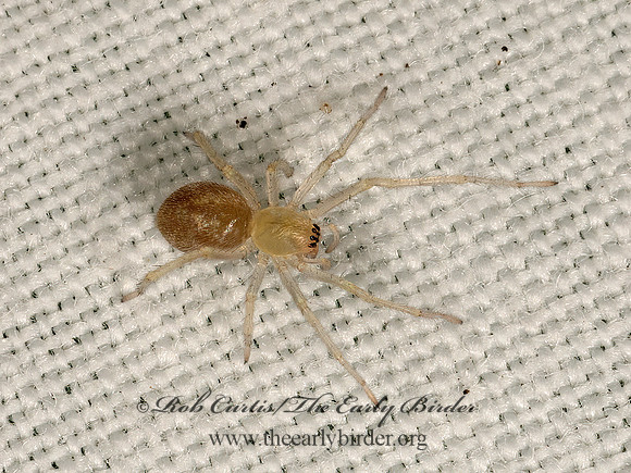 Cheiracanthium  LONGLEGGED SAC SPIDER 3022823z