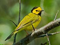 Setophaga citrina HOODED WARBLER 4000474 z