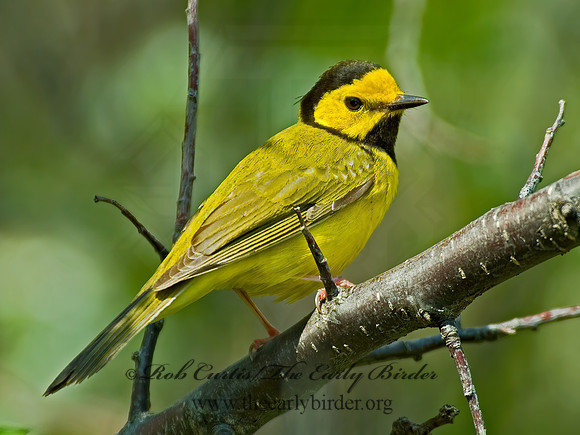 Setophaga citrina  HOODED WARBLER 4000474 z