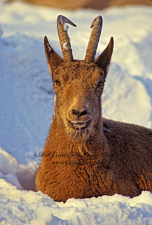 Capra ibex sibirica  SIBERIAN IBEX 118722z