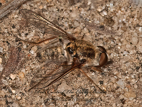 Aphoebantus interruptus  APHOEBANTINAE BEE FLY 8037028z