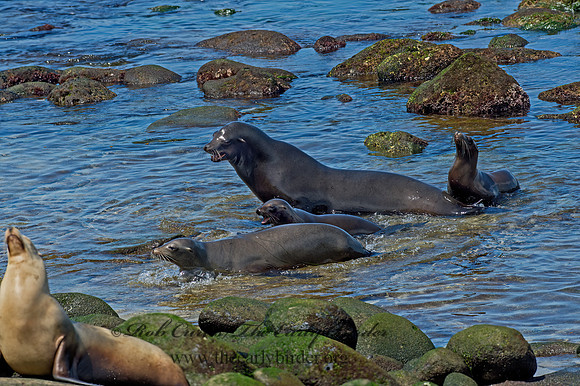 Zalophus californianus  CALIFORNIA SEA LION 9055884z