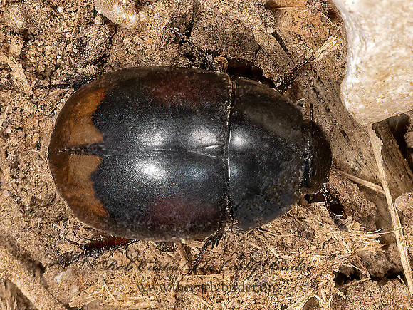 Sphaeridium lunatum  WATER SCAVENGER BEETLE 3023796.1z