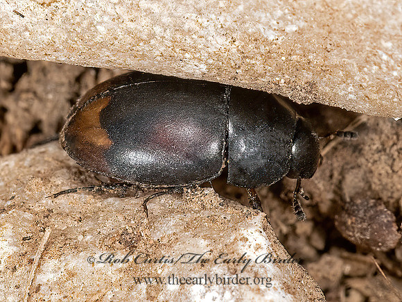 Sphaeridium lunatum  WATER SCAVENGER BEETLE 3023797.1z
