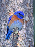 Sialia mexicana WESTERN BLUEBIRD 122128z
