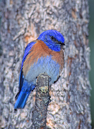 Sialia mexicana  WESTERN BLUEBIRD 122128z