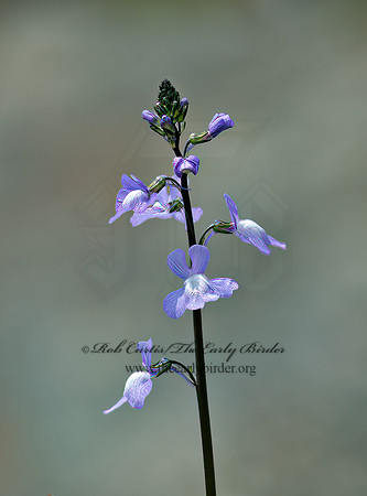 Nuttallanthus canadensis  BLUE TOADFLAX 9033373z