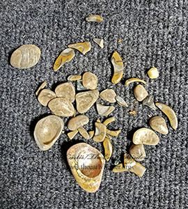 Fossil Shells  TUMBLED 2001911
