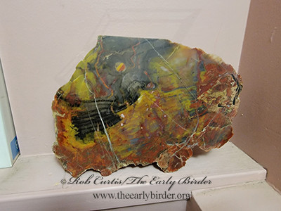 polished cut  PETRIFIED WOOD2001800
