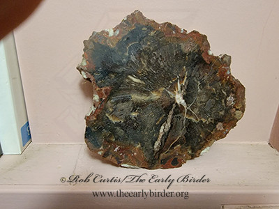 polished cut  PETRIFIED WOOD2001803