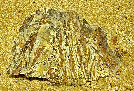 polished face  AGATE 2001826