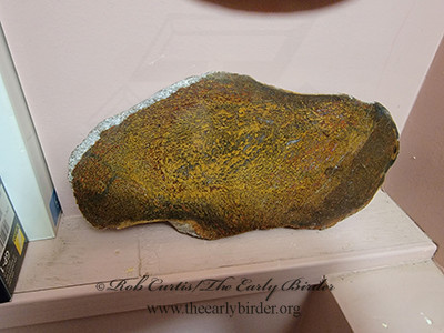 polished slab  AGATIZED DINOSAUR BONE 2001804